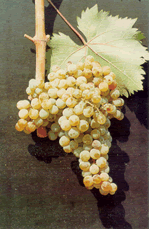 Κακοτρύγης