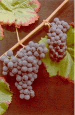 Καλαβρυτινό (μαύρο)