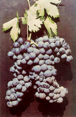 Καραμπραϊμης