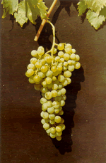 Μονεμβασιά