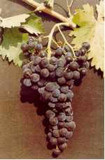 Μοσχάτο Μαύρο