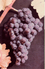 Σκυλοπνίχτης