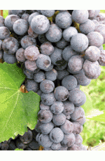 Nebbiolo