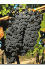 Sangiovese