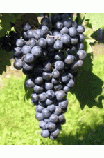 Tempranillo